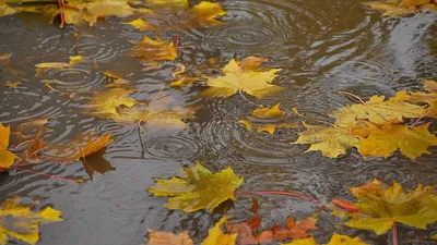 Осенние листья на воде. Туман. …» — создано в Шедевруме