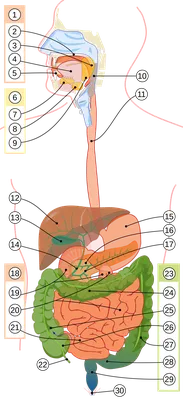 Фото пищеварительной системы человека