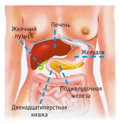 Фото поджелудочной железы человека