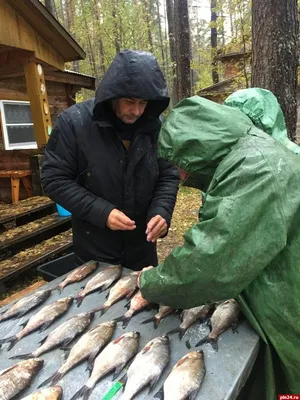 Гниет заживо\": жители Приморья в ужасе от вида пойманной рыбы -  Nakhodka.Media