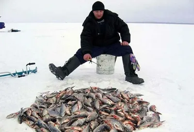 Как правильно измерить рыбу, чтобы не попасть на штраф от инспектора? —  Даурское.ру — Отдых на Красноярском море.
