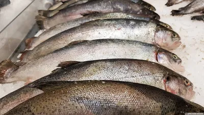 Рыбакам-любителям запретят вывозить из Астраханской области более 20 кг  улова