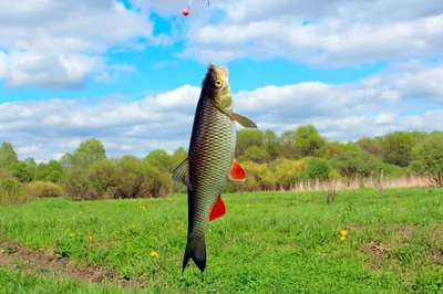 Так ли важно количество пойманой рыбы на рыбалке | Dok-fish | Дзен