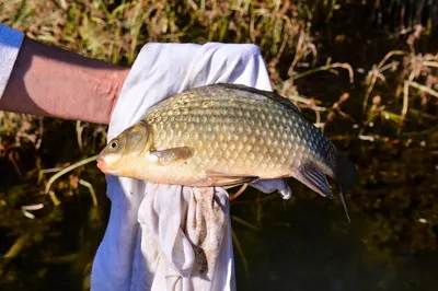 Пермячка поймала огромную щуку: рыба весит более 11 килограммов - фото