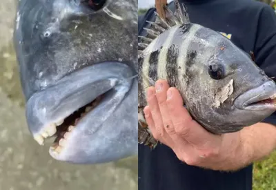 Виктор924184: Зубы рыбы пойманой в Углегорке. Животные. Углегорские  фотографии. Города Сахалина и Курил