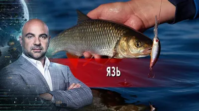 В Украине поймали рыбу, которая водится в Америке, фото - Апостроф