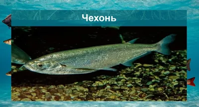 Набор Пресноводных Рыб — стоковая векторная графика и другие изображения на  тему Рыба - Рыба, Пресноводная рыба, Светлопёрый судак - iStock