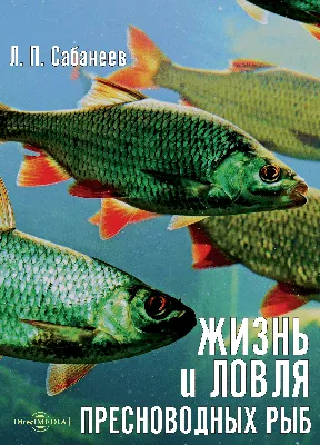 много пресноводных рыб в контейнере Стоковое Изображение - изображение  насчитывающей свеже, лакомка: 224389093