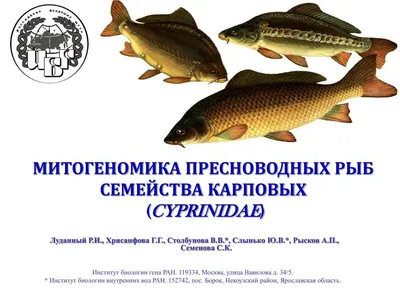 Рыбоохрана предупреждает граждан - «не навреди запасам»: в Приморье начался  нерест пресноводных рыб | Федеральное агентство по рыболовству