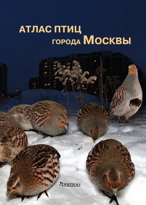 Как правильно кормить птиц зимой: 5 советов - Милосердие.ru