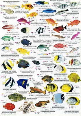 Что такое дикая рыба