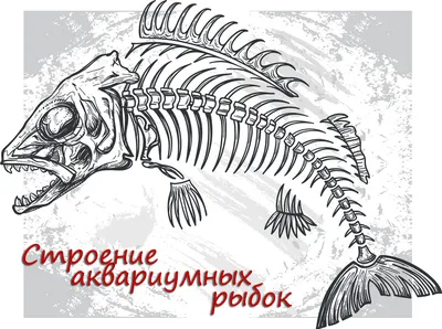 Сорта северной рыбы - Frost Fish