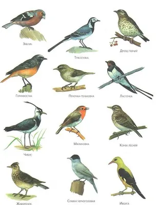 Хищные птицы Латвии - Содержание хищных птиц - Форумы Mybirds.ru - все о  птицах