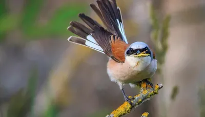 Весенняя миграция птиц: излучины Даугавы и другие места для любителей  природы
