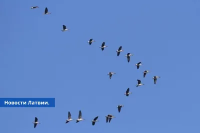 К Латвии летят опасные птицы / Статья