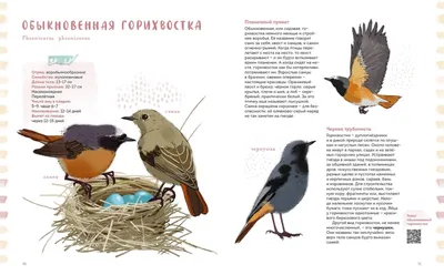 BB.lv: В Латвии обнаружена новая птица