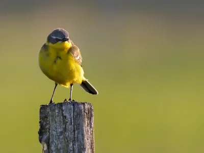 В Латвию начинают возвращаться первые перелетные птицы