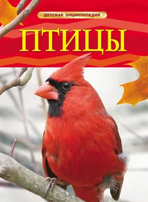 Стриж - птица 2022 года Латвии | Latvijas ziņas - Новости Латвии
