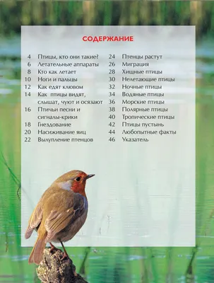 Весом в 45 граммов: выбрана птица 2024 года - Press.lv
