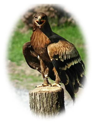 Ястребиный орёл - eBird