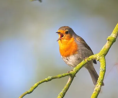 Крапивник (Troglodytes troglodytes). Фотогалерея птиц. Фотографии птиц  России, Беларуси, Украины, Казахстана, Таджикистана, Азербайджана.