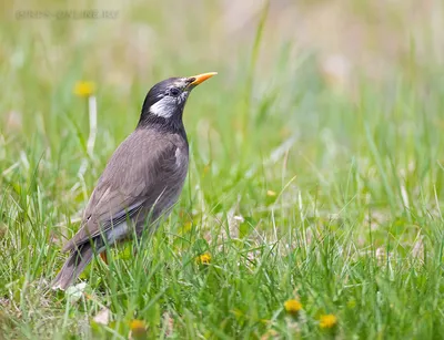 Pin on Birds of Ukraine / Птицы Украины / Птахи України