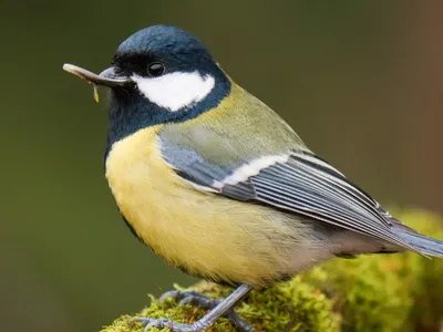 Урагус (Uragus sibiricus). Фотогалерея птиц. Фотографии птиц России,  Беларуси, Украины, Казахстана, Таджикистана, Азербайджана.