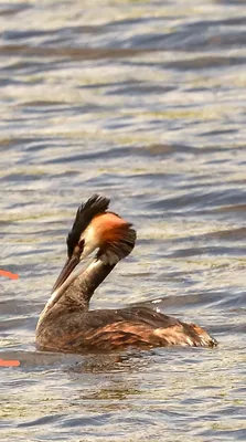 Чомга, или большая поганка — Podiceps cristatus / Галерея / Птицы России