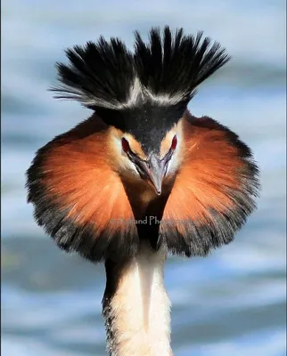 Большая поганка, или чомга – водоплавающая птица с уникальным образом жизни  и поведением | ValesTVcool - канал о природе | Дзен