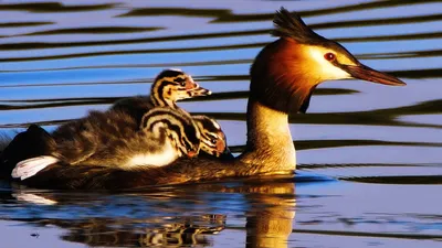 Чомга (большая поганка) Podiceps cristatus Great Crested Grebe