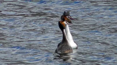 Чомга, Podiceps cristatus, Great Crested Grebe | Москва, Цар… | Oleg  Nabrovenkov | Flickr