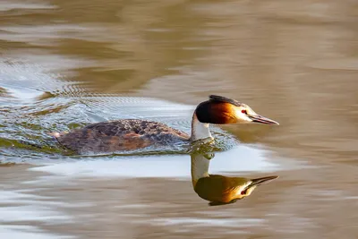 Чомга (Podiceps cristatus). Птицы Европейской России.