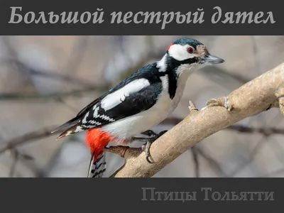 Трёхпалый дятел (Picoides tridactylus). Птицы Сибири.