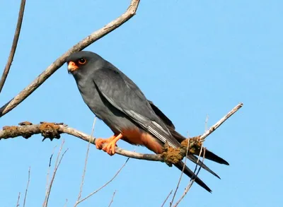 Сапсан (Falco peregrinus)