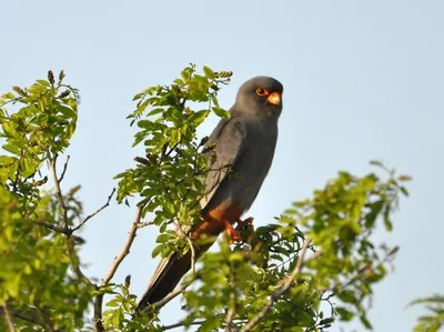 Амурский кобчик (Falco amurensis). Птицы Сибири.