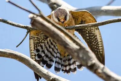 Кобчик (Falco vespertinus). Птицы Европейской России.