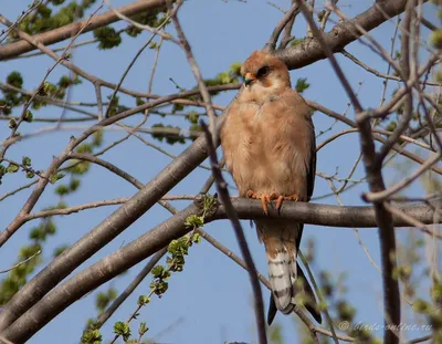 Амурский кобчик (Falco amurensis). Птицы Дальнего Востока России.