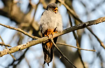 Кобчик (Falco vespertinus). Птицы Европейской России.