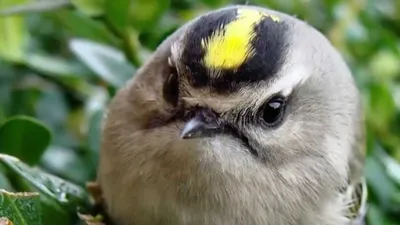 Желтоголовый королёк: Спустя час голода эта птичка погибает от истощения.  Сложности выживания самой маленькой птицы Европы | Пикабу