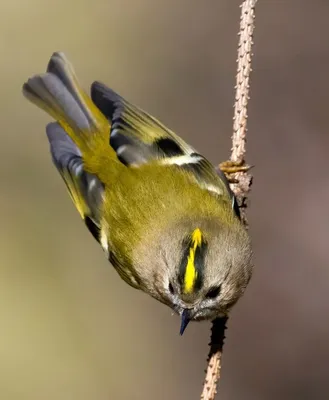 Физика в мире животных: колибри и ее полет / Хабр