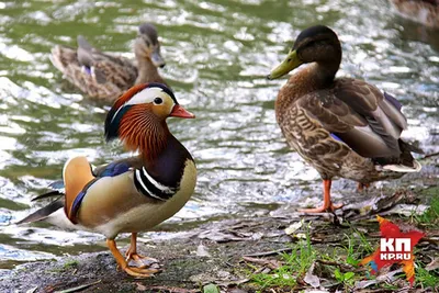 Мандаринка | Mandarin duck | Aix galericulata | Mandarin duck, Duck,  Beautiful birds