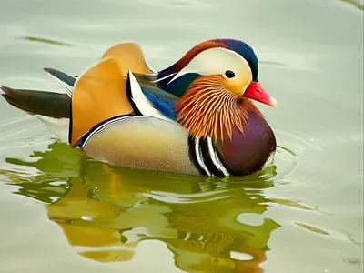 MANDARIN duck: an Elite duck that emigrated from China - YouTube