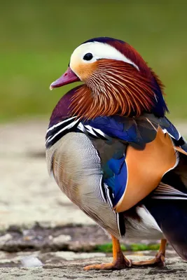 Удивительную птицу увидели в Беларуси