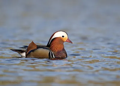 Мандаринка (Aix galericulata). Птицы России.