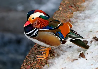 Утка-мандаринка и еще 16 краснокнижных видов животных зимовали в Москве -  Recycle