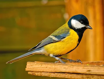 Природа, животные, птицы, фауна, синица, большая синица, больша́к, Parus  major, синицевые, воробьинообразные Stock Photo | Adobe Stock