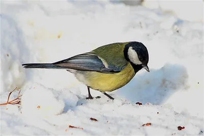 Большая синица - eBird