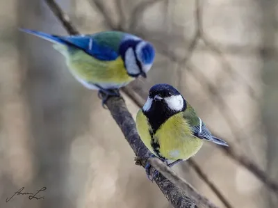 Синица птицы большая стоковое фото. изображение насчитывающей сады -  40660736
