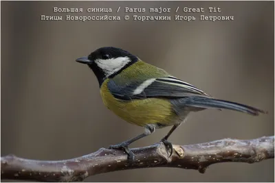 Фото птицы синица большая фотографии