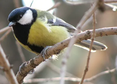 ФотоБлог Торгачкин Игорь Петрович © Igor Torgachkin: Большая синица / Parus  major / Great Tit